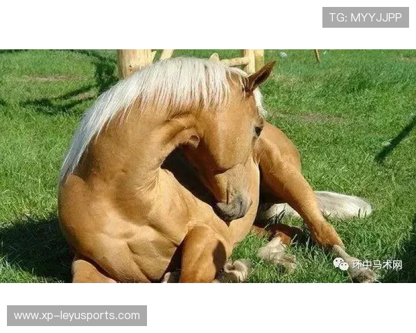 伊朗马术协会与兽医合作,开展马匹疾病预防与治疗研究。,伊朗masaf